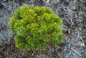 - Pinus mugo 'Ambergold' Dwarf Golden Mugo Pine - Mr Maple │ Buy Japanese Maple Trees