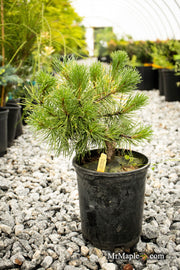 - Pinus mugo 'Ambergold' Dwarf Golden Mugo Pine - Mr Maple │ Buy Japanese Maple Trees