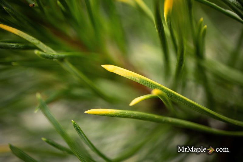 - Pinus mugo 'Ambergold' Dwarf Golden Mugo Pine - Mr Maple │ Buy Japanese Maple Trees