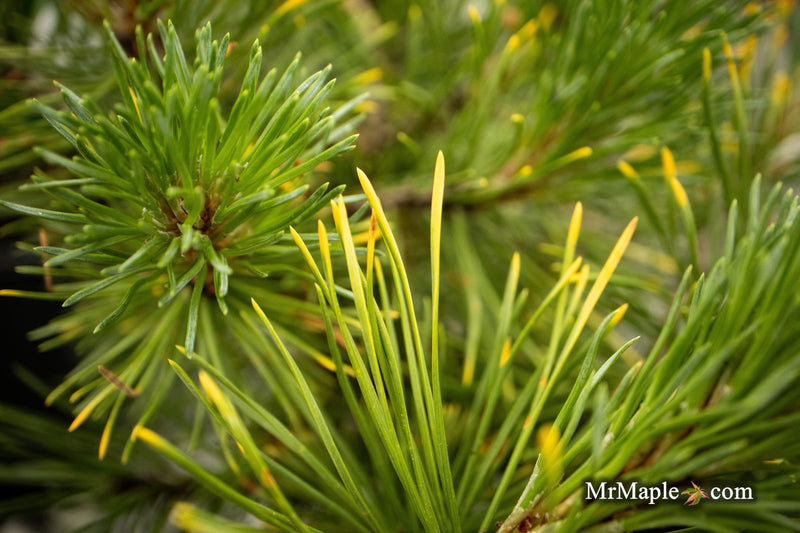 - Pinus mugo 'Ambergold' Dwarf Golden Mugo Pine - Mr Maple │ Buy Japanese Maple Trees