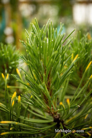 - Pinus mugo 'Ambergold' Dwarf Golden Mugo Pine - Mr Maple │ Buy Japanese Maple Trees