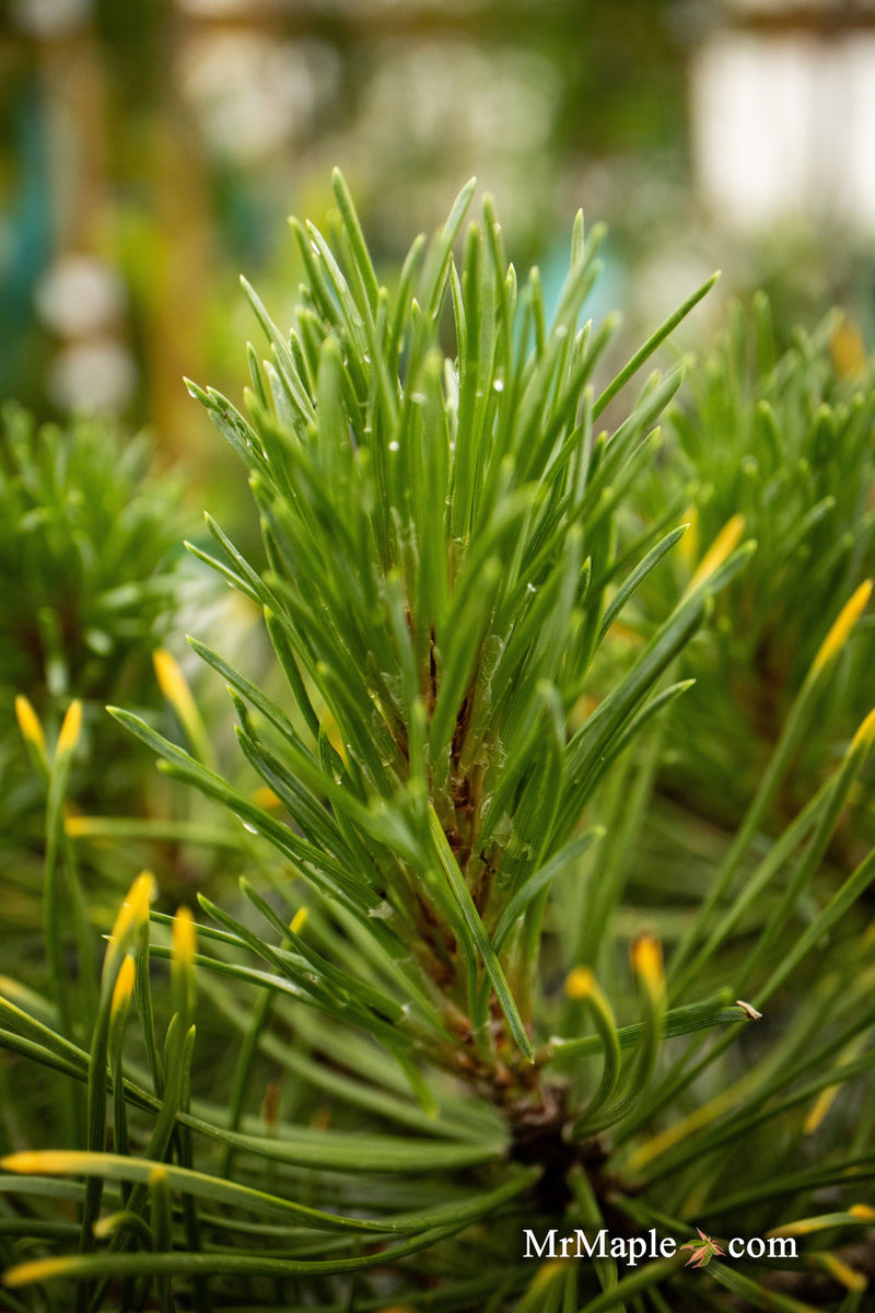 - Pinus mugo 'Ambergold' Dwarf Golden Mugo Pine - Mr Maple │ Buy Japanese Maple Trees