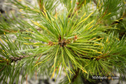 - Pinus mugo 'Ambergold' Dwarf Golden Mugo Pine - Mr Maple │ Buy Japanese Maple Trees