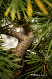 - Pinus mugo 'Ambergold' Dwarf Golden Mugo Pine - Mr Maple │ Buy Japanese Maple Trees