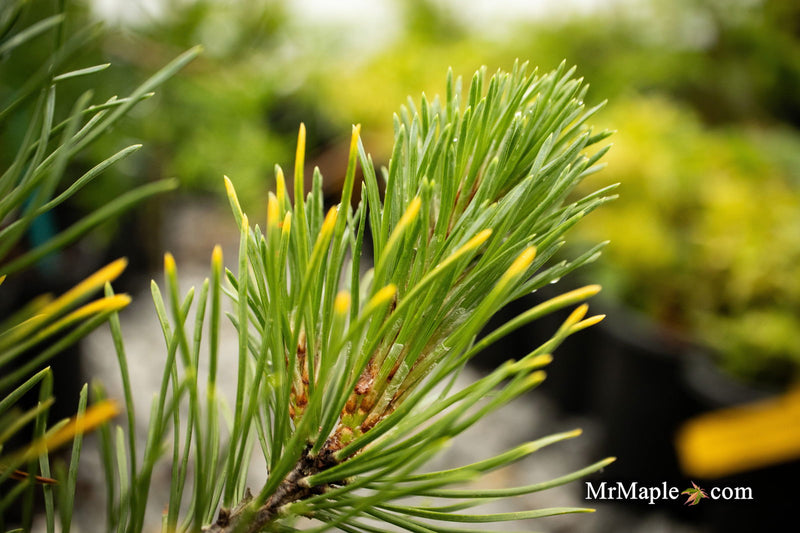 - Pinus mugo 'Ambergold' Dwarf Golden Mugo Pine - Mr Maple │ Buy Japanese Maple Trees