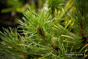 - Pinus mugo 'Ambergold' Dwarf Golden Mugo Pine - Mr Maple │ Buy Japanese Maple Trees