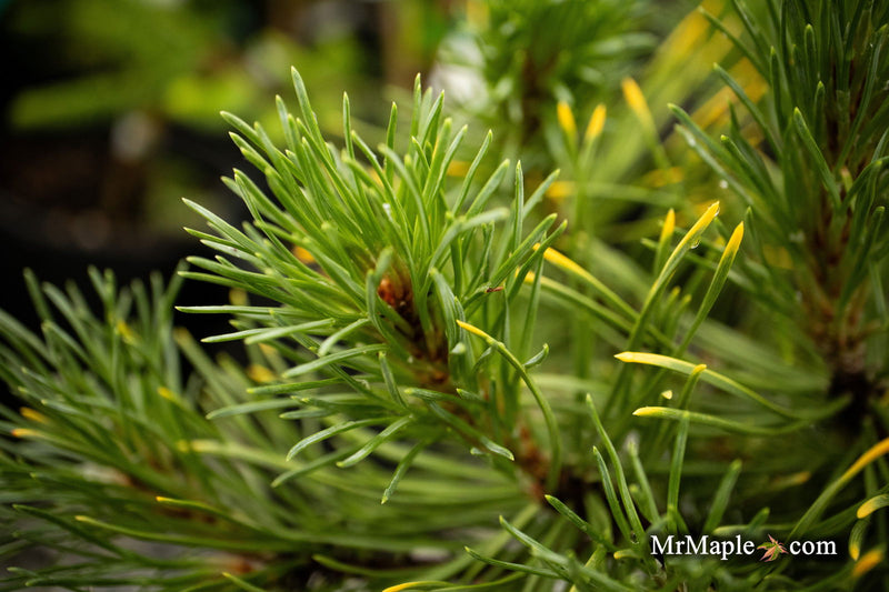 - Pinus mugo 'Ambergold' Dwarf Golden Mugo Pine - Mr Maple │ Buy Japanese Maple Trees
