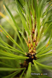 - Pinus mugo 'Ambergold' Dwarf Golden Mugo Pine - Mr Maple │ Buy Japanese Maple Trees