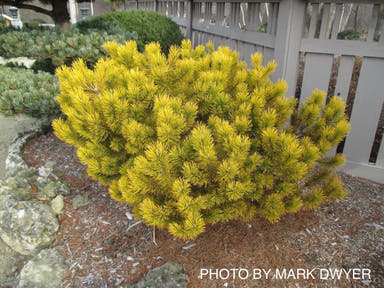 - Pinus mugo 'Carstens’ Wintergold Dwarf Mountain Pine Tree - Mr Maple │ Buy Japanese Maple Trees