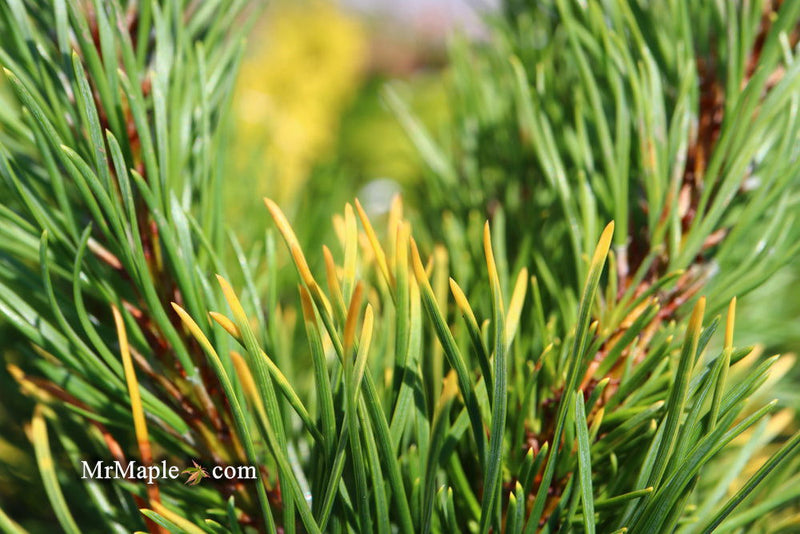 - Pinus mugo 'Carstens’ Wintergold Dwarf Mountain Pine Tree - Mr Maple │ Buy Japanese Maple Trees