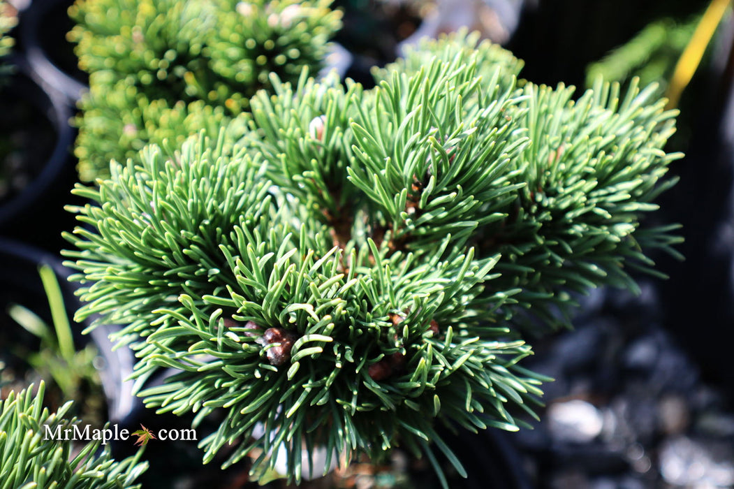 - Pinus mugo 'Jakobsen’ Dwarf Mountain Pine Tree - Mr Maple │ Buy Japanese Maple Trees