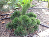 - Pinus mugo 'Jakobsen’ Dwarf Mountain Pine Tree - Mr Maple │ Buy Japanese Maple Trees