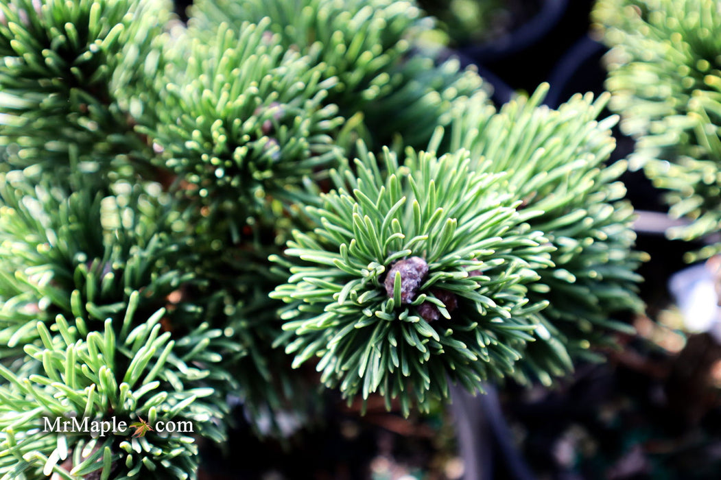 - Pinus mugo 'Jakobsen’ Dwarf Mountain Pine Tree - Mr Maple │ Buy Japanese Maple Trees