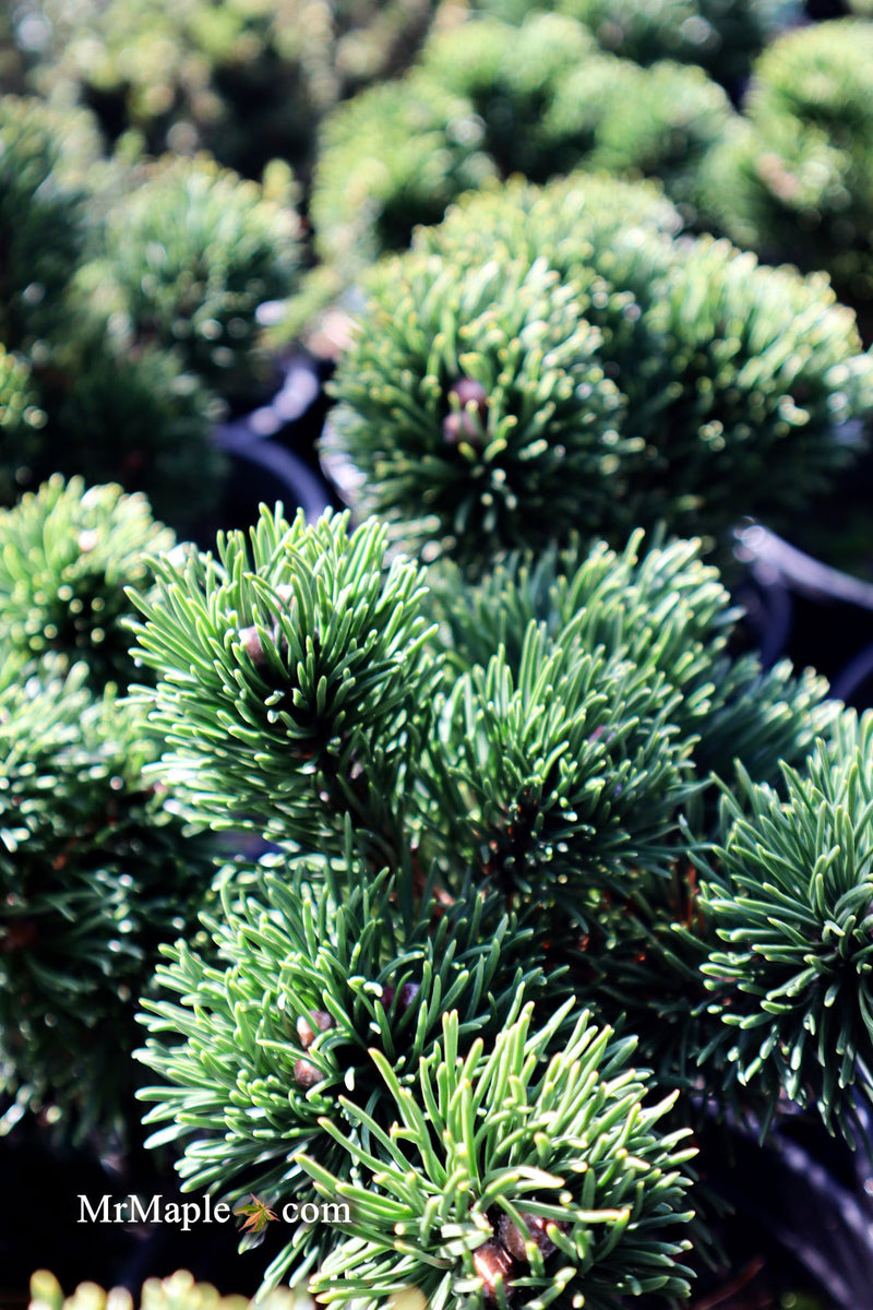 - Pinus mugo 'Jakobsen’ Dwarf Mountain Pine Tree - Mr Maple │ Buy Japanese Maple Trees