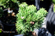 - Pinus mugo 'Jakobsen’ Dwarf Mountain Pine Tree - Mr Maple │ Buy Japanese Maple Trees