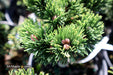 - Pinus mugo 'Jakobsen’ Dwarf Mountain Pine Tree - Mr Maple │ Buy Japanese Maple Trees