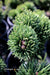 - Pinus mugo 'Jakobsen’ Dwarf Mountain Pine Tree - Mr Maple │ Buy Japanese Maple Trees