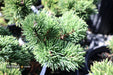 - Pinus mugo 'Jakobsen’ Dwarf Mountain Pine Tree - Mr Maple │ Buy Japanese Maple Trees