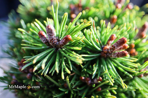 - Pinus mugo 'Little Delight' Dwarf Mountain Pine Tree - Mr Maple │ Buy Japanese Maple Trees