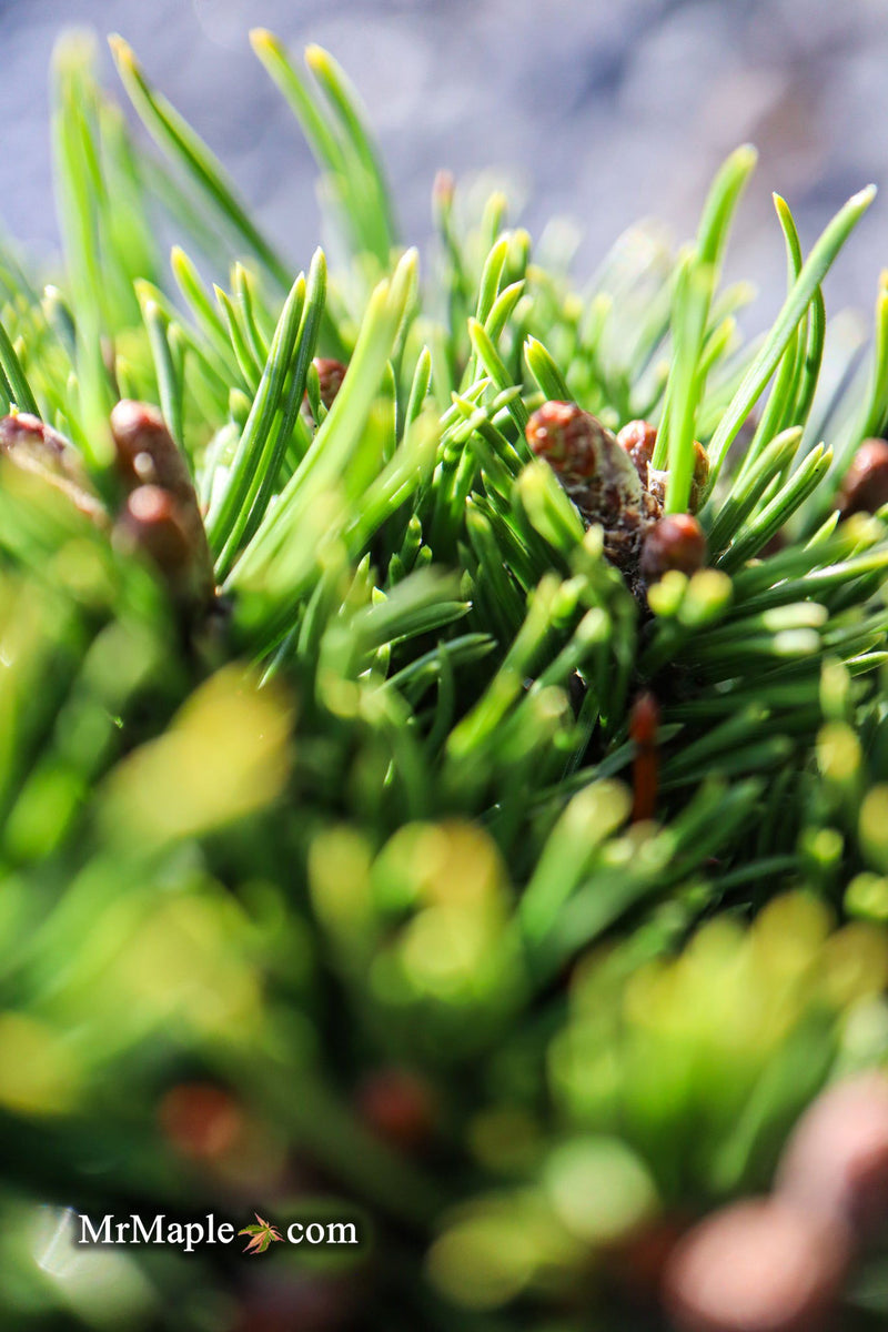 - Pinus mugo 'Little Delight' Dwarf Mountain Pine Tree - Mr Maple │ Buy Japanese Maple Trees