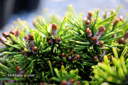 - Pinus mugo 'Little Delight' Dwarf Mountain Pine Tree - Mr Maple │ Buy Japanese Maple Trees