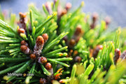 - Pinus mugo 'Little Delight' Dwarf Mountain Pine Tree - Mr Maple │ Buy Japanese Maple Trees