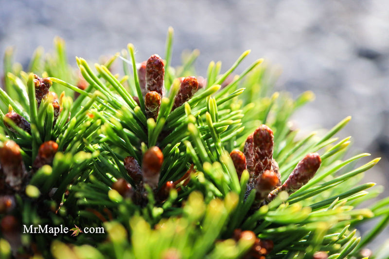 - Pinus mugo 'Little Delight' Dwarf Mountain Pine Tree - Mr Maple │ Buy Japanese Maple Trees