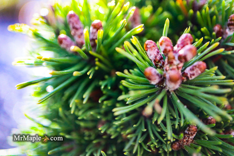 - Pinus mugo 'Little Delight' Dwarf Mountain Pine Tree - Mr Maple │ Buy Japanese Maple Trees