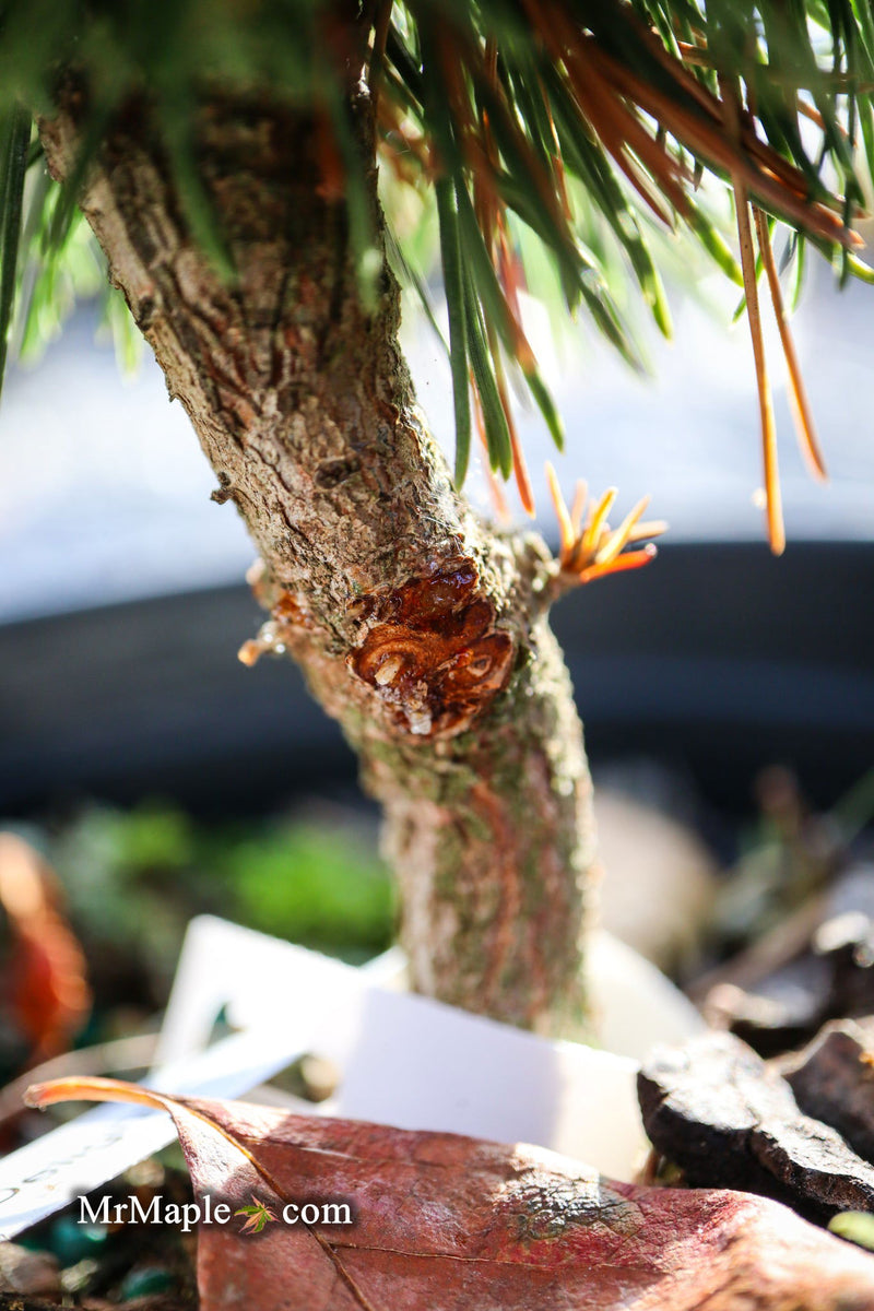 - Pinus mugo 'Little Delight' Dwarf Mountain Pine Tree - Mr Maple │ Buy Japanese Maple Trees