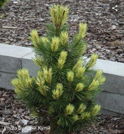 - Pinus mugo 'Misty’ Dwarf Mountain Pine Tree - Mr Maple │ Buy Japanese Maple Trees