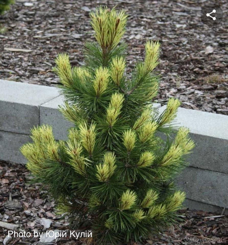 - Pinus mugo 'Misty’ Dwarf Mountain Pine Tree - Mr Maple │ Buy Japanese Maple Trees
