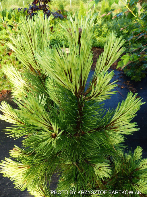 - Pinus mugo 'Misty’ Dwarf Mountain Pine Tree - Mr Maple │ Buy Japanese Maple Trees