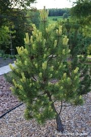 - Pinus mugo 'Misty’ Dwarf Mountain Pine Tree - Mr Maple │ Buy Japanese Maple Trees