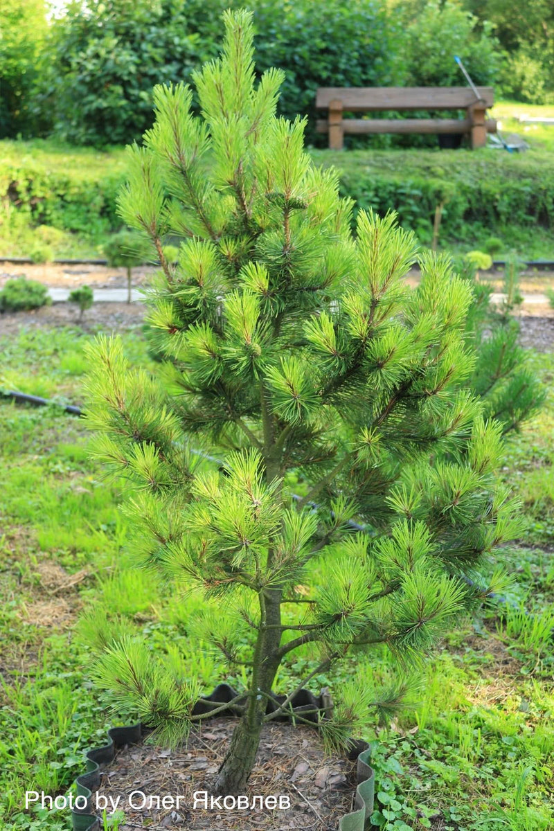 - Pinus mugo 'Misty’ Dwarf Mountain Pine Tree - Mr Maple │ Buy Japanese Maple Trees