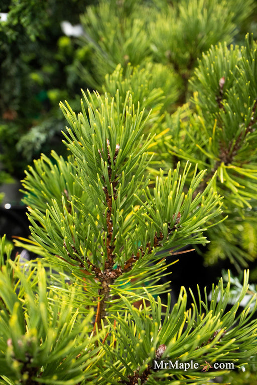 - Pinus mugo 'Ophir' Dwarf Mountain Pine Tree - Mr Maple │ Buy Japanese Maple Trees