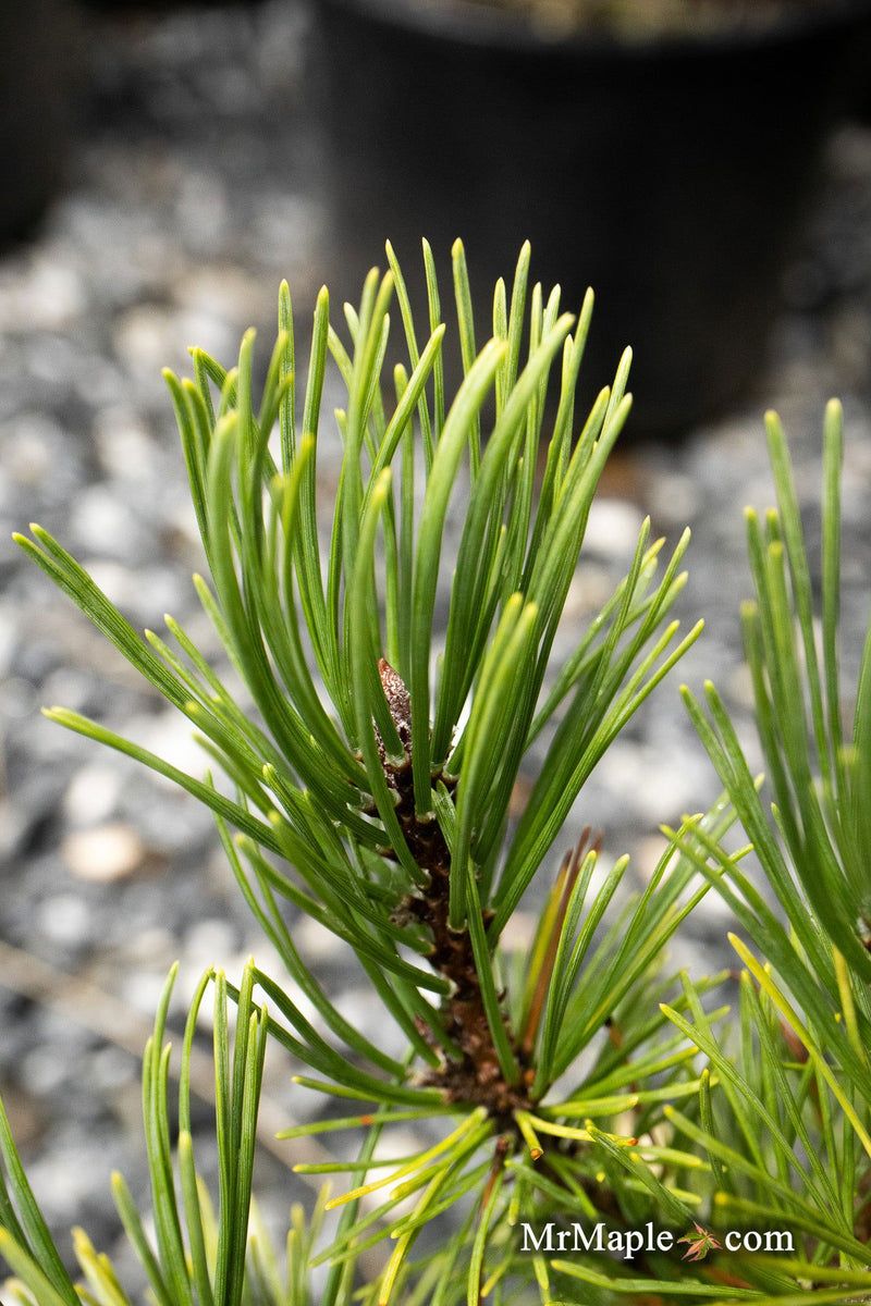 - Pinus mugo 'Ophir' Dwarf Mountain Pine Tree - Mr Maple │ Buy Japanese Maple Trees