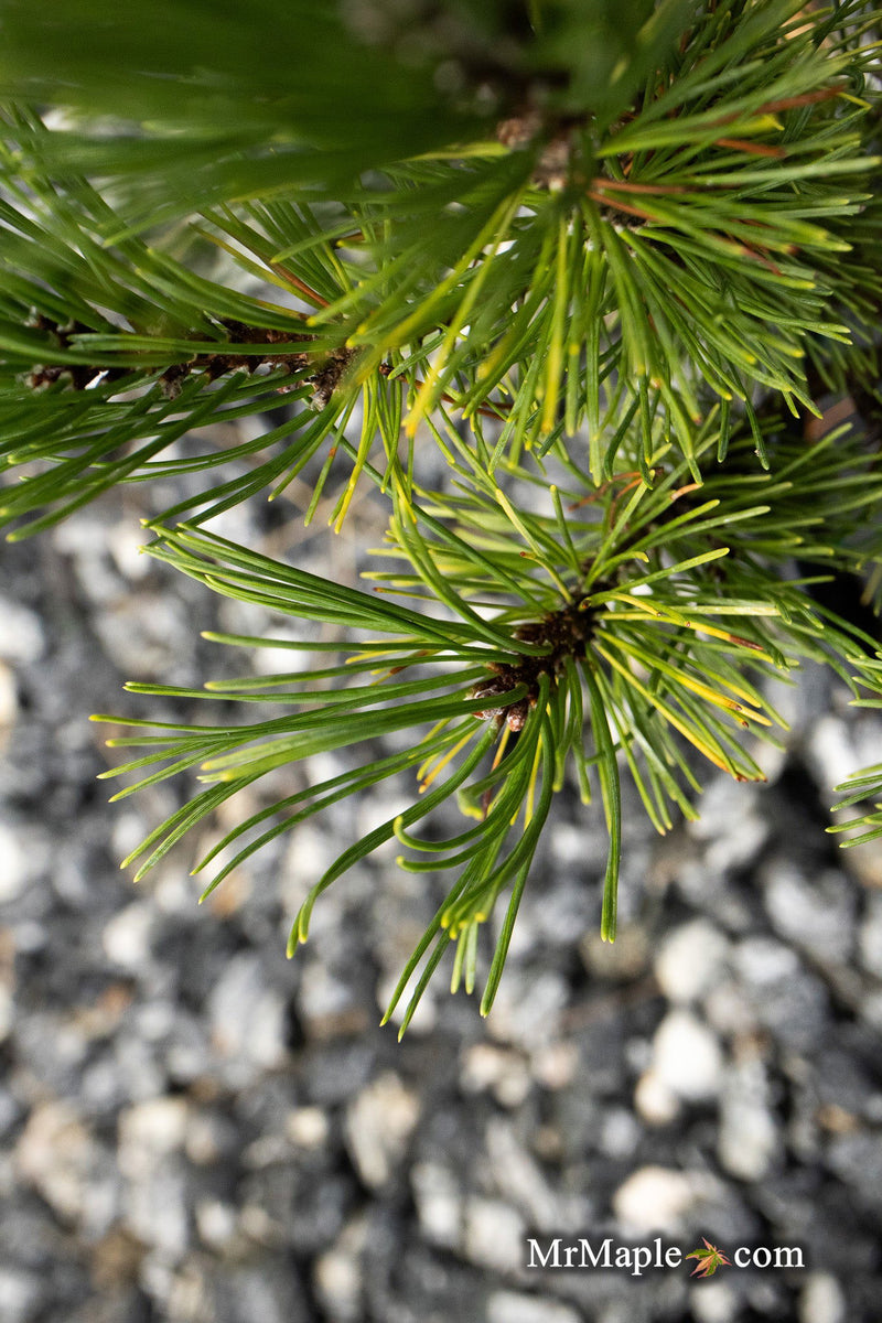 - Pinus mugo 'Ophir' Dwarf Mountain Pine Tree - Mr Maple │ Buy Japanese Maple Trees