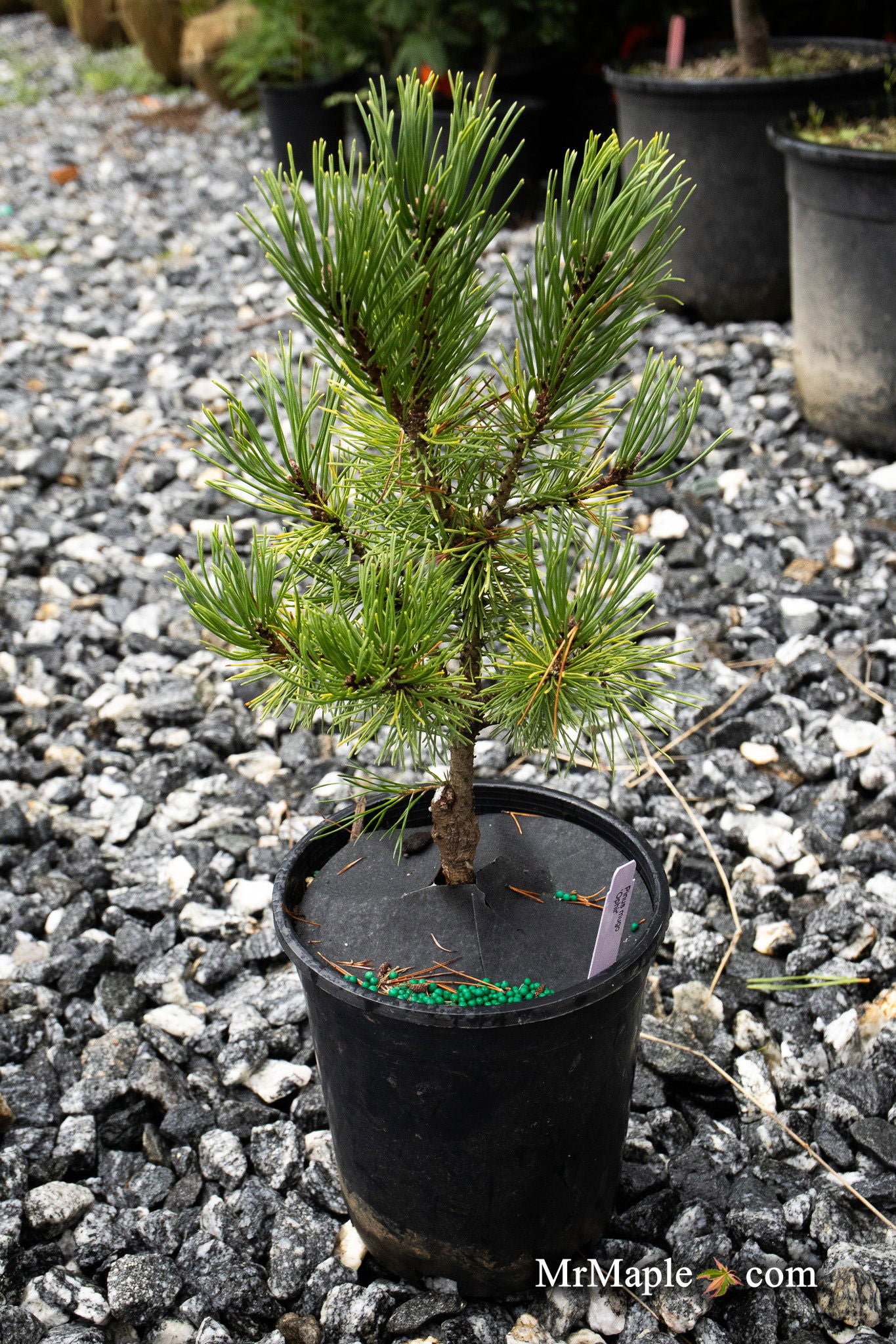 Buy Pinus mugo 'Ophir' Dwarf Mountain Pine Tree — Mr Maple │ Buy