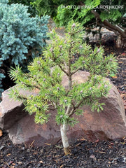 - Pinus mugo 'Paul’s Dwarf' Mountain Pine Tree - Mr Maple │ Buy Japanese Maple Trees