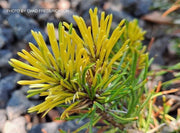 - Pinus mugo 'Real Sparklers’ Variegated Dwarf Mountain Pine Tree - Mr Maple │ Buy Japanese Maple Trees
