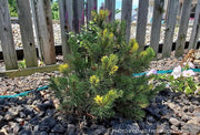 - Pinus mugo 'Real Sparklers’ Variegated Dwarf Mountain Pine Tree - Mr Maple │ Buy Japanese Maple Trees