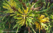 - Pinus mugo 'Real Sparklers’ Variegated Dwarf Mountain Pine Tree - Mr Maple │ Buy Japanese Maple Trees