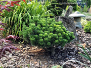 - Pinus mugo 'Sherwood Compact' Dwarf Mountain Pine Tree - Mr Maple │ Buy Japanese Maple Trees