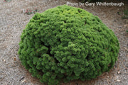 - Pinus mugo 'Sherwood Compact' Dwarf Mountain Pine Tree - Mr Maple │ Buy Japanese Maple Trees