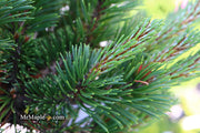- Pinus mugo 'Sherwood Compact' Dwarf Mountain Pine Tree - Mr Maple │ Buy Japanese Maple Trees