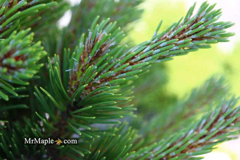 - Pinus mugo 'Sherwood Compact' Dwarf Mountain Pine Tree - Mr Maple │ Buy Japanese Maple Trees