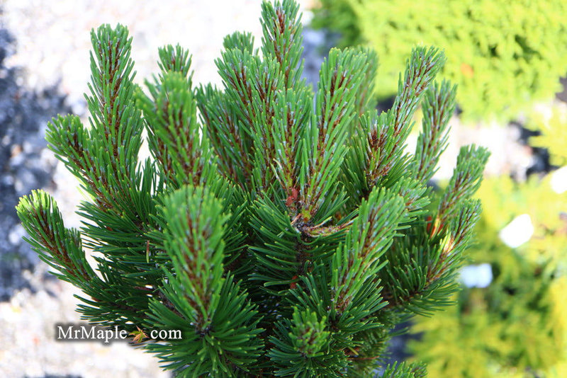 - Pinus mugo 'Sherwood Compact' Dwarf Mountain Pine Tree - Mr Maple │ Buy Japanese Maple Trees