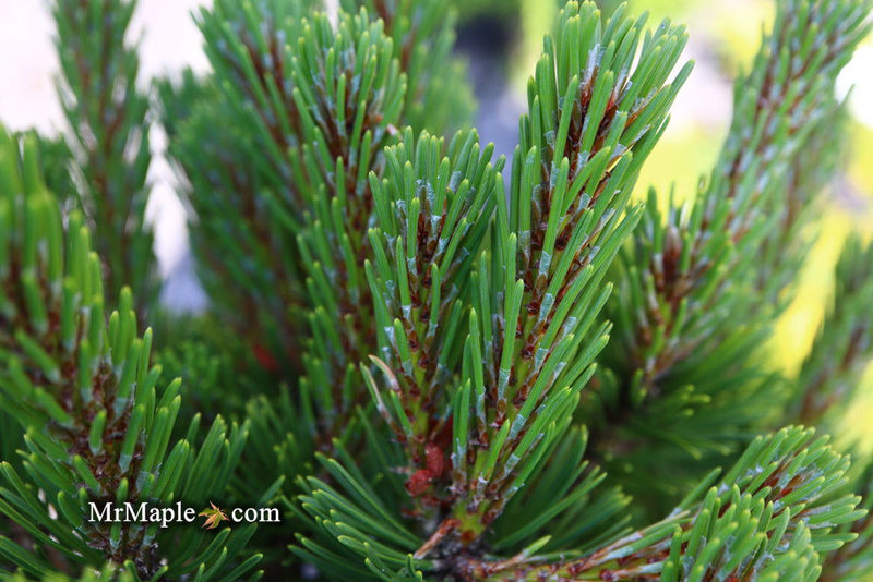 - Pinus mugo 'Sherwood Compact' Dwarf Mountain Pine Tree - Mr Maple │ Buy Japanese Maple Trees