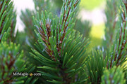 - Pinus mugo 'Sherwood Compact' Dwarf Mountain Pine Tree - Mr Maple │ Buy Japanese Maple Trees