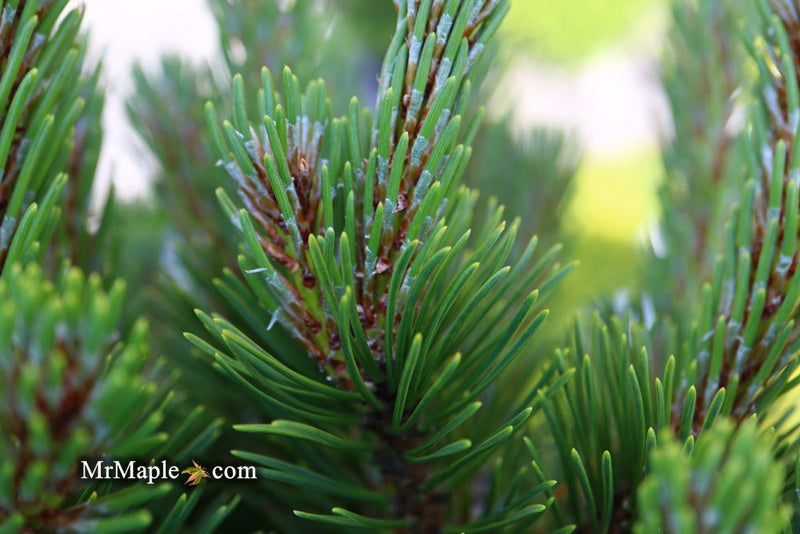 - Pinus mugo 'Sherwood Compact' Dwarf Mountain Pine Tree - Mr Maple │ Buy Japanese Maple Trees